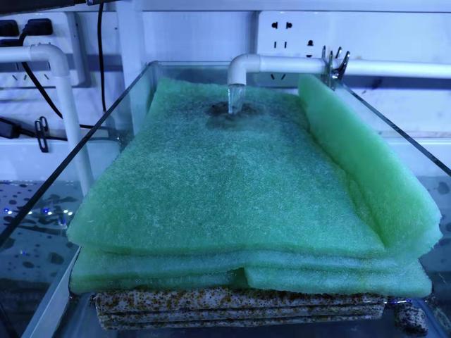 紫色的给鱼用的药水叫什么,紫色的养鱼杀菌剂