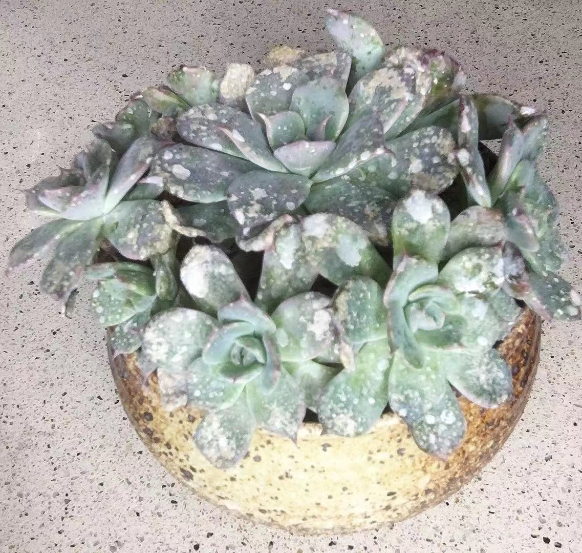 多肉得了病怎样治疗,多肉得白毛病怎么办