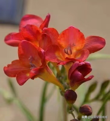 兰花好养易活,兰花比较好养