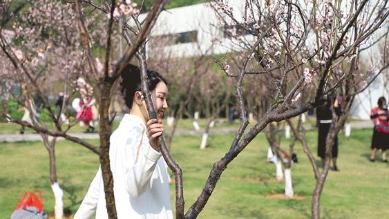 深圳隐秘风景,深圳粉色花海视频