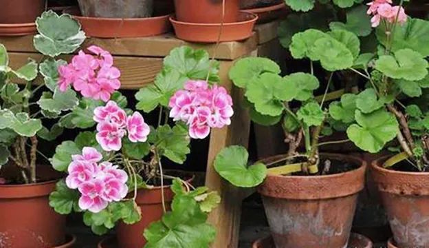 天竺葵不开花的3个原因,天竺葵不开花的原因