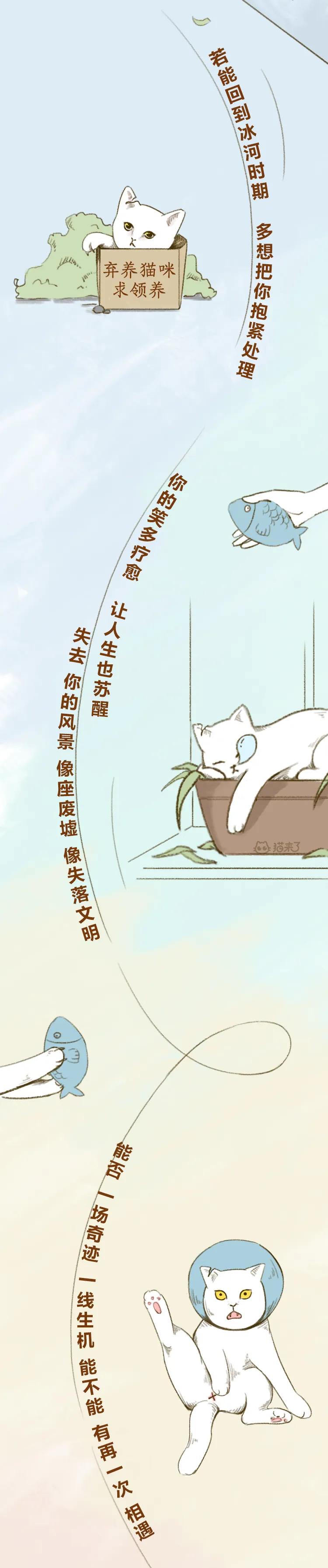 去世三年的猫猫,以前去世的猫咪还会回到你身边吗