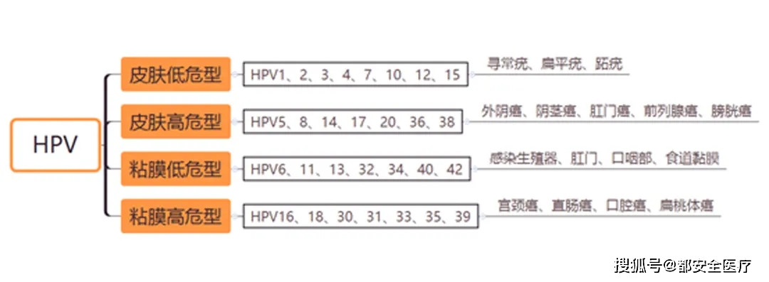 用都安全小黄盒查出hpv阳性，怎么快速转阴？