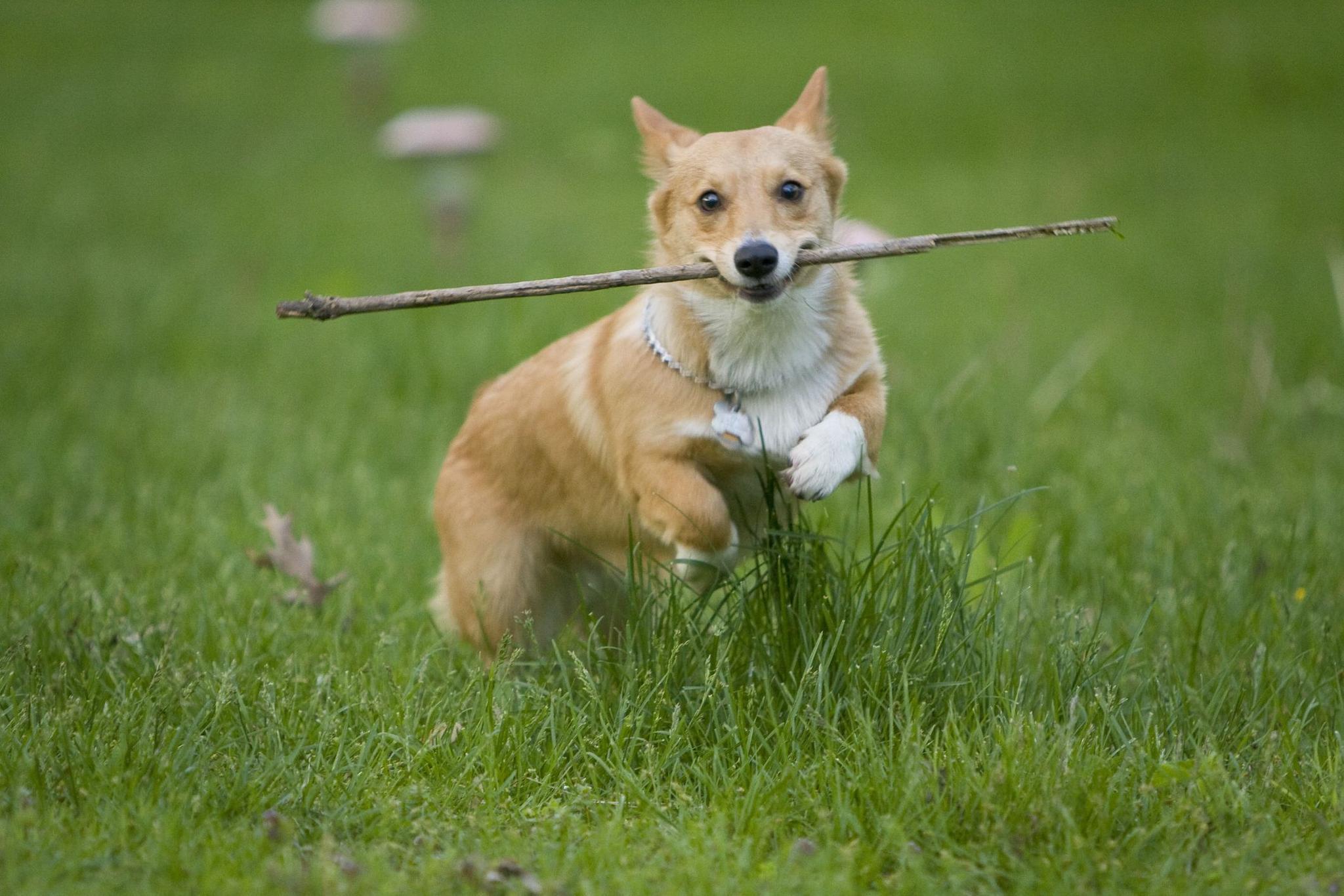 狗为什么对着没人的地方惨叫,狗会对什么朝着角落吠晚上