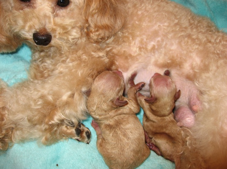 为什么母狗会把狗崽子送出去,为什么母狗会把小狗叼出窝