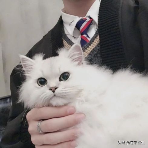 go猫粮翻车了怎么处理,猫吃猫粮死了