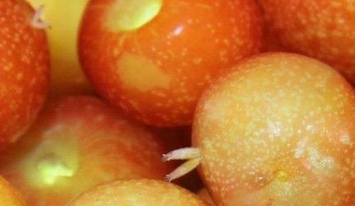 小樱桃里的虫子能吃吗,樱桃里面有蛆吃了会怎样