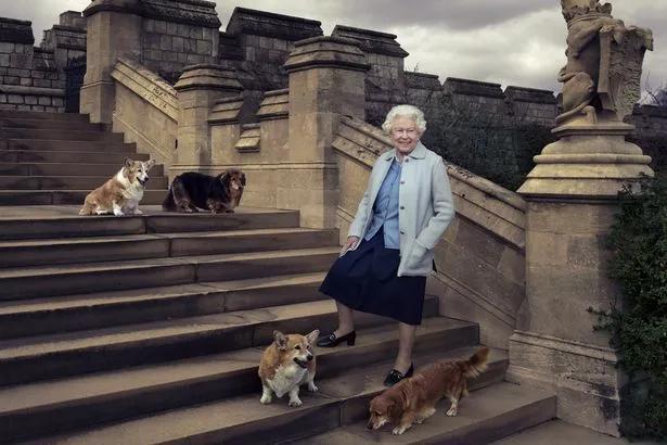 陪伴13年的狗狗离世爱犬流下眼泪,陪伴自己17年的爱犬即将离世