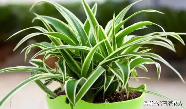 金边吊兰叶尖发黑怎么回事,油画吊兰叶尖发枯发黑是怎么回事