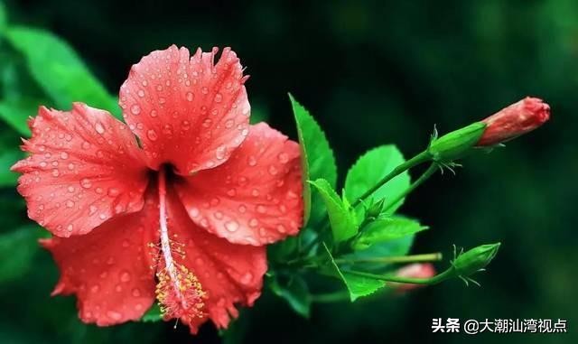 各市市花是哪些花呢,市花大全及其意义