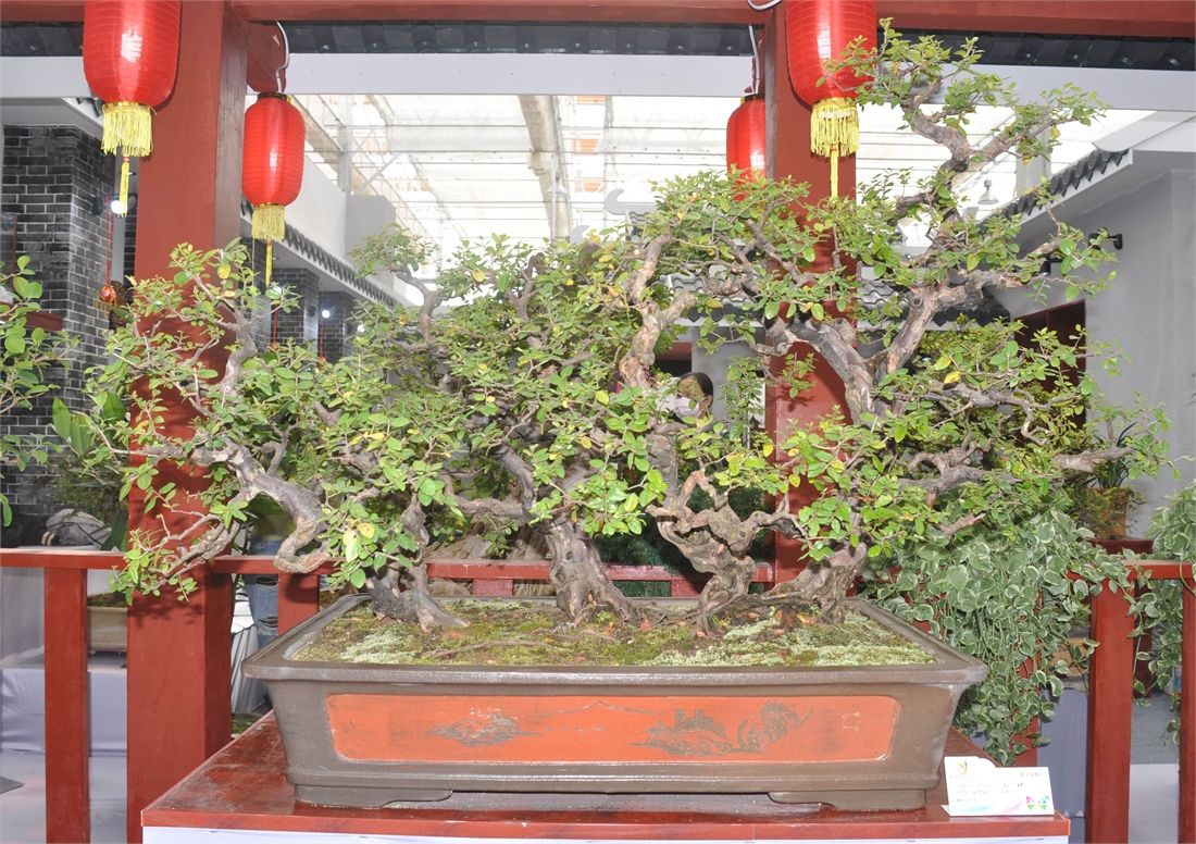 怎样养好雀梅的盆景,怎样养好雀梅盆景