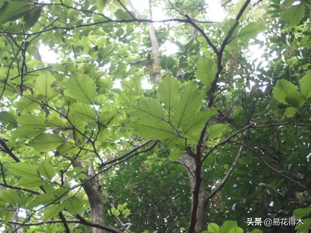 千金榆鹅耳枥盆景,千金榆和鹅耳枥苗