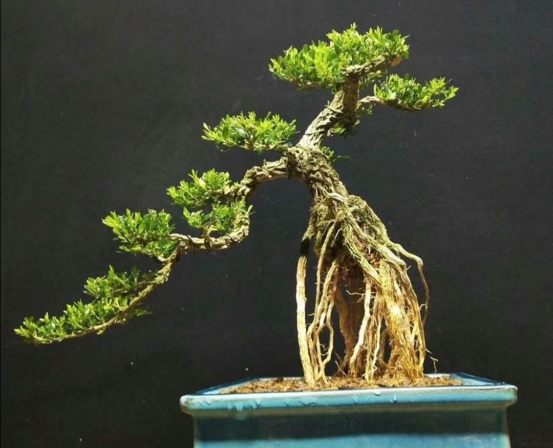 黄杨盆景适合做附石盆景吗,黄杨盆景的造型技巧