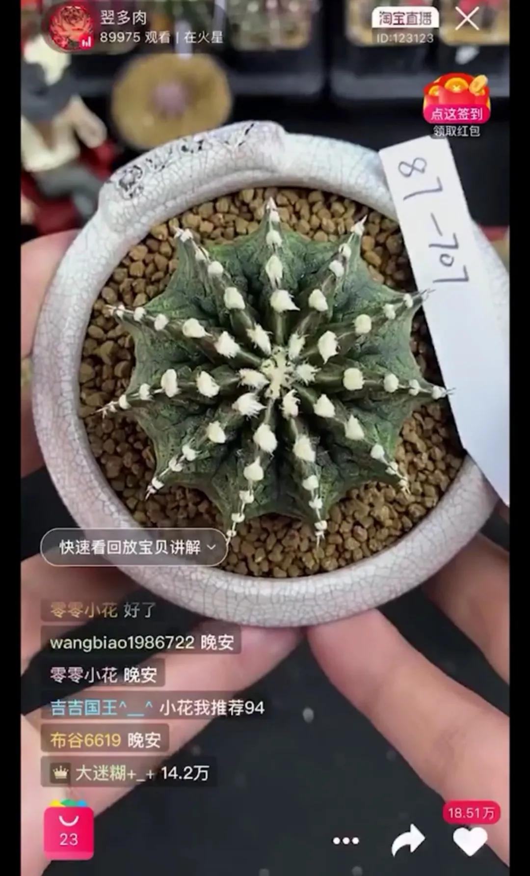 一棵多肉直播间,一元一棵多肉直播间