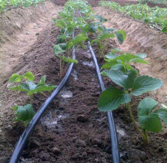 秋季大棚草莓的高产栽培技术,大棚草莓种植技术开始发展起来