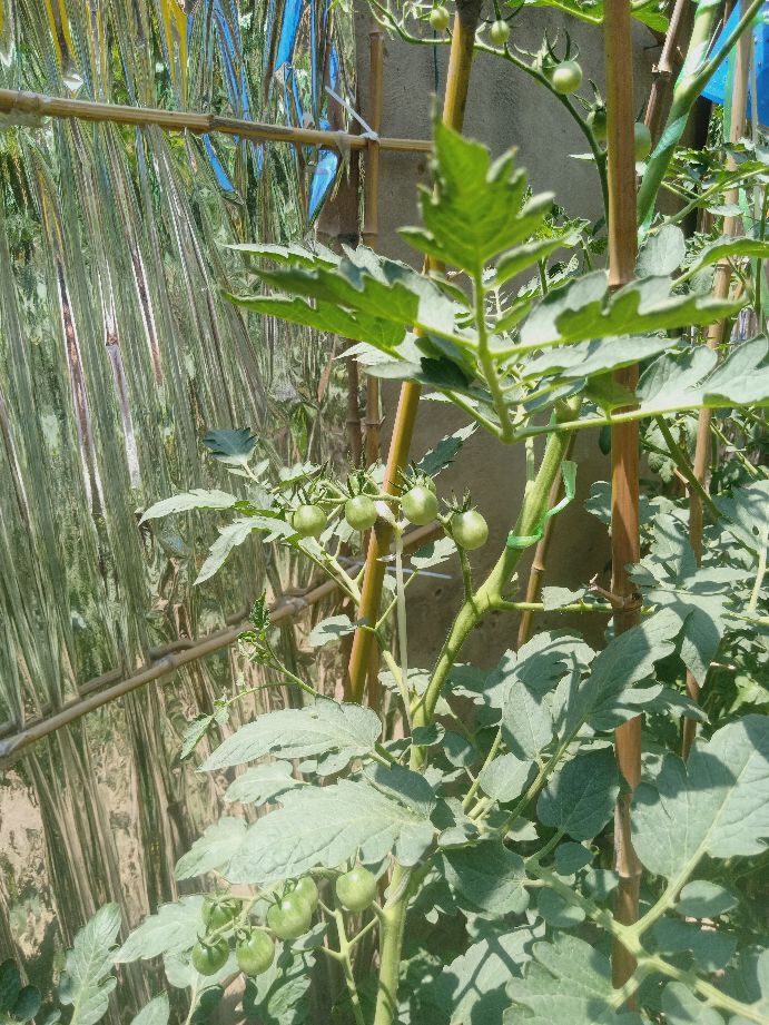 樱桃番茄最好的颜色,樱桃番茄挑选