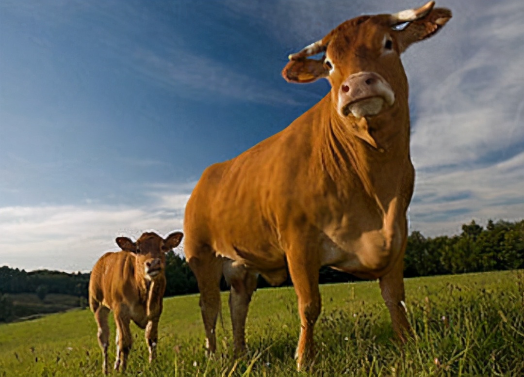 母牛屡配不孕的原因及解决方案,母牛配不上种怎么治疗