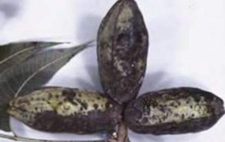 桃果面有斑锈是怎么回事,桃果肉发黑怎么回事