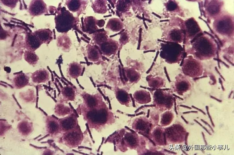 731部队集体逃脱制裁之谜,731部队逃脱制裁之谜