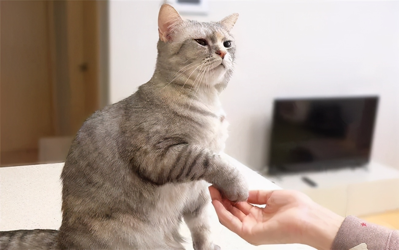 怎么判断猫咪的嘴臭不臭,猫咪的嘴巴到底多臭