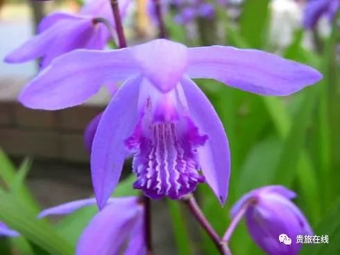 吴博士:让我们认识认知认同白及