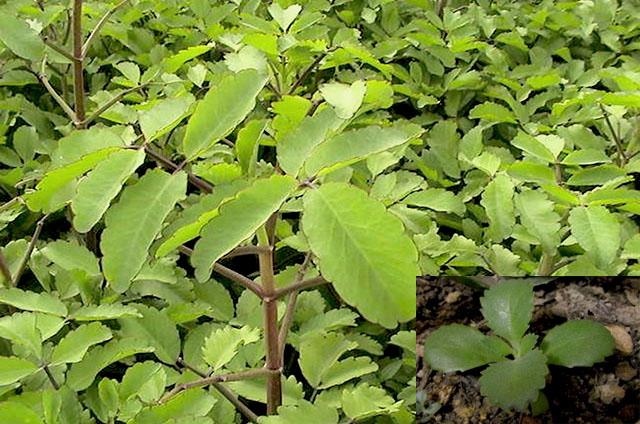不死鸟植物大全,一种名叫不死鸟的植物