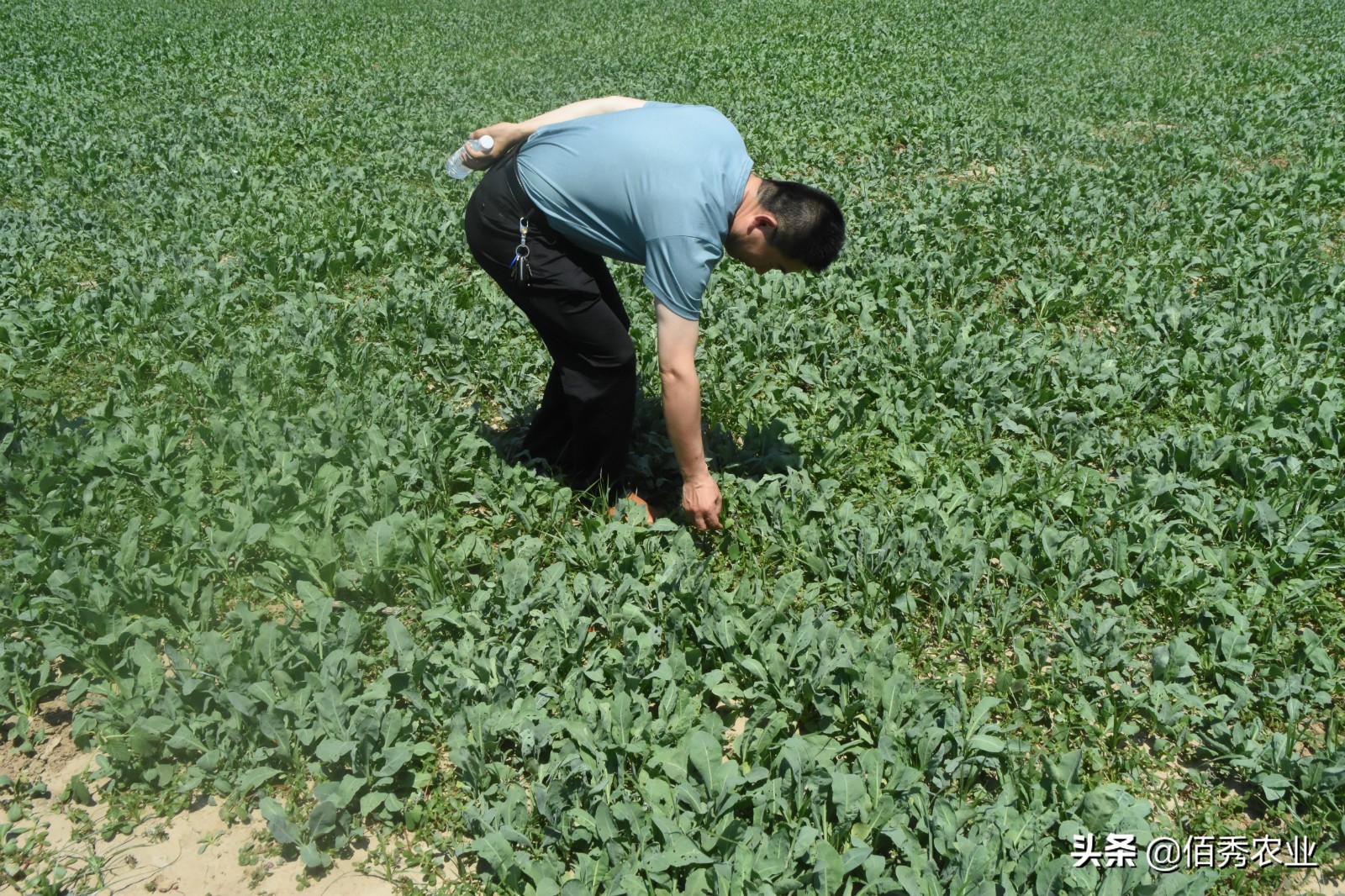 疫情之下蔬菜种植,疫情之下辣椒种植