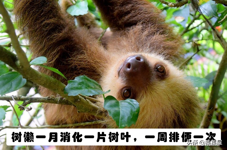 学习动物的基本知识,关于动物的20个问题