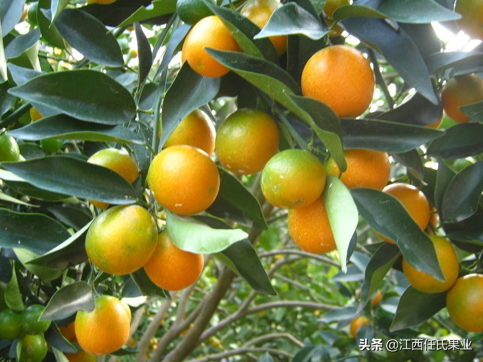 金桔树盆栽带果怎么养,盆栽金桔的养殖方法和注意事项