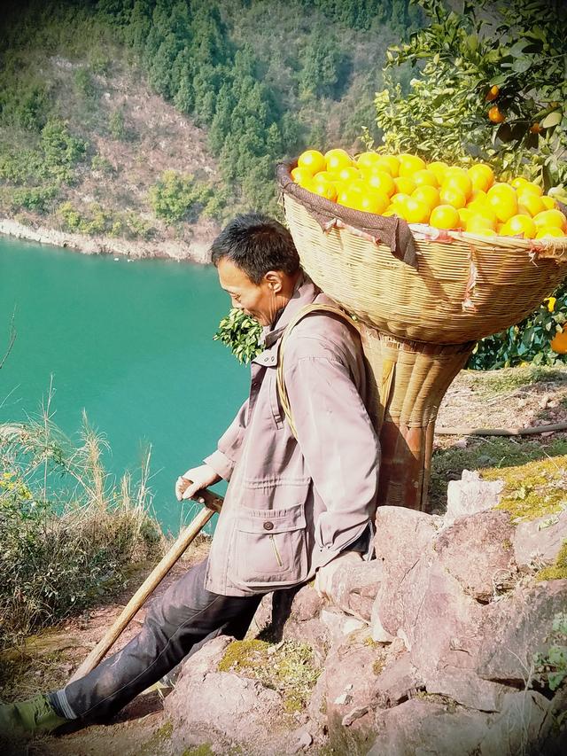 秭归一年四季都有哪些橙子,秭归悬崖上的橙子