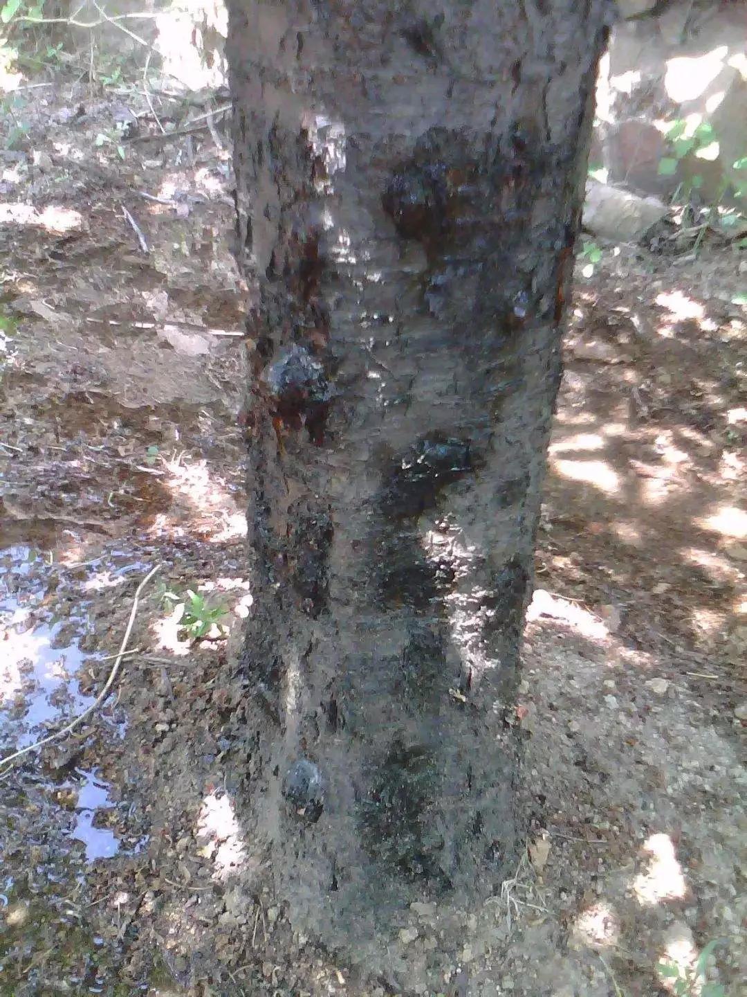 樱桃流胶病如何防治,樱桃流胶