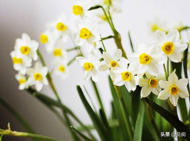 水仙花水培徒长怎么办,水仙花徒长后怎么处理