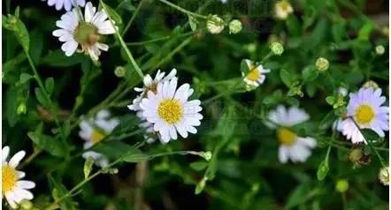 农村随处可见的几种野生中草药,教你认识那些路边的野生中草药