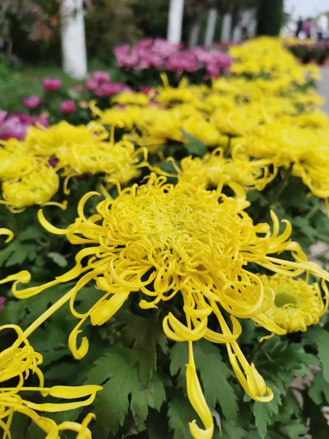 济宁蓼河公园郁金香,济宁洸府河公园花开了