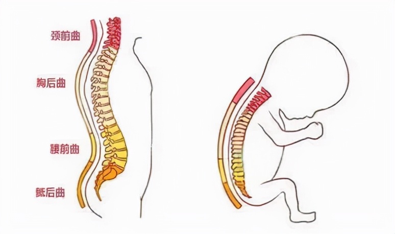 腰椎曲度变直椎体边缘变尖怎么办,腰椎曲度变直并且骨质增生怎么办