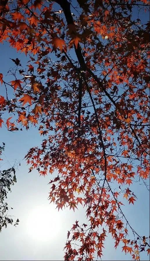 上海最美秋景,上海哪些公园可以拍秋景