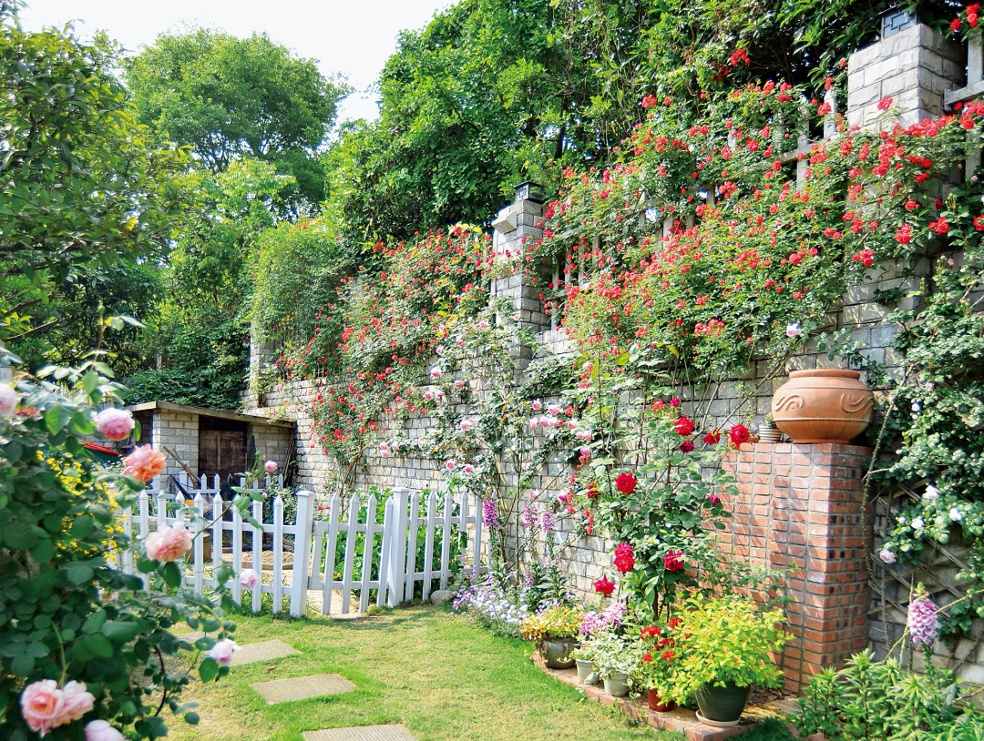 爬藤植物怎么牵引造型,爬藤植物是怎么爬藤的