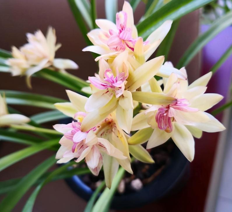 建兰奇花有哪些品种,富山奇蝶建兰多瓣奇花