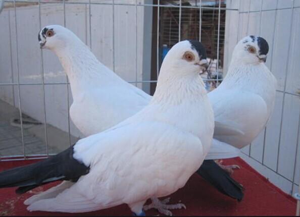 鸽子饮水用什么药可以预防疾病,刚买回来的鸽子需要做什么预防