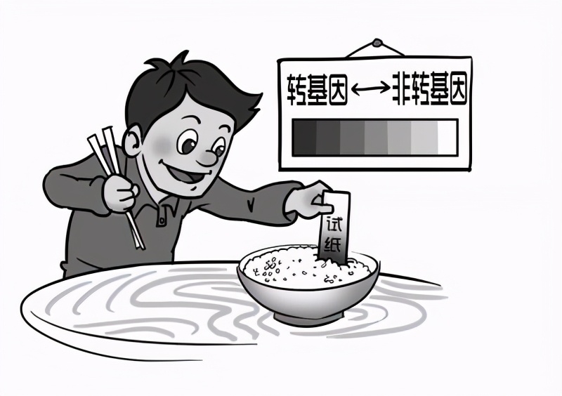 东北甜糯玉米是转基因的吗,甜玉米是转基因的品种吗