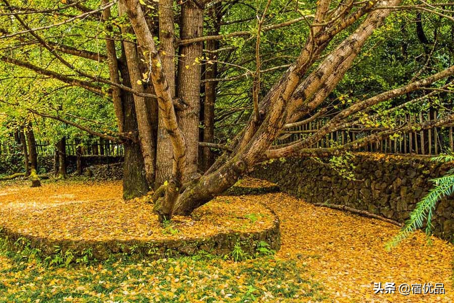 这个秋天来长兴农家乐，体验慢生活，这个地方是很多人的毕生所爱