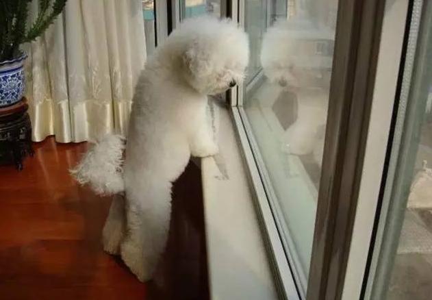 比熊最令人头疼的5大缺点,比熊被宠坏的6大表现