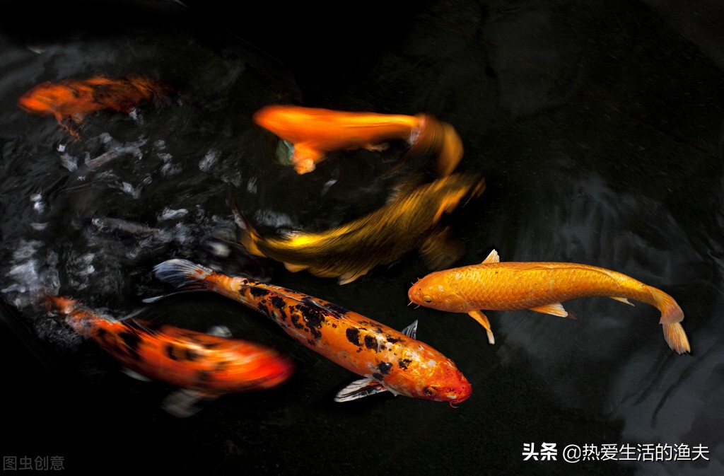 新买的锦鲤不浮上去吃食,锦鲤入缸一个月了不吃食
