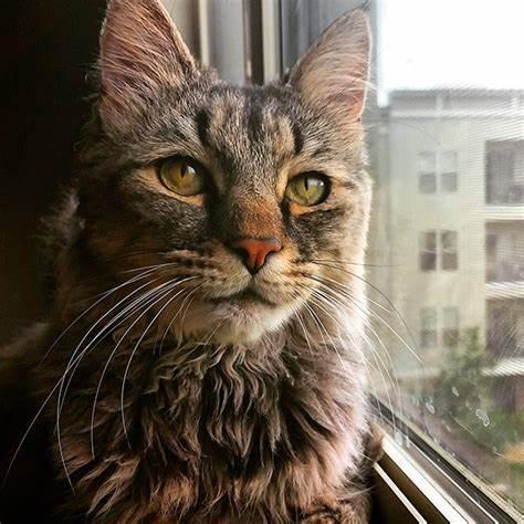 猫咪成年后也能绝育吗,猫咪绝育太早会影响发腮吗