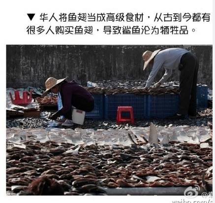 鱼翅是什么玩意儿,鱼翅是啥玩意儿