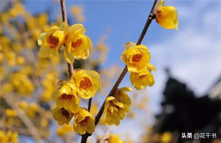 腊梅的种类及图片大全,蜡梅为什么叫蜡梅呢