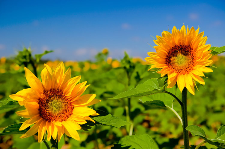 花寓意送花指南,送什么花寓意前程似锦