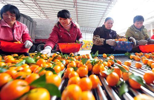 砂糖橘为什么崩盘,砂糖桔一夜暴富的原因