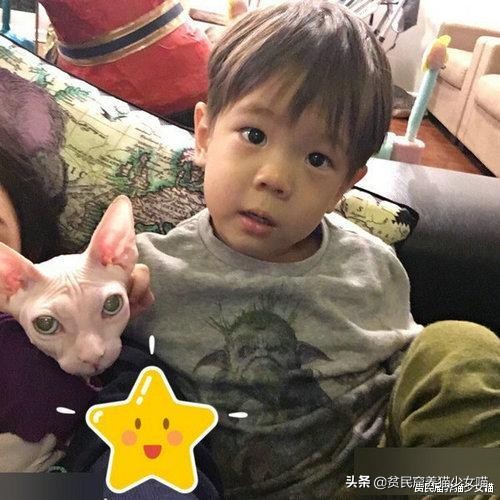 辟谣：无毛猫不是一个猫品种，也算不上是猫咪过敏者的福音