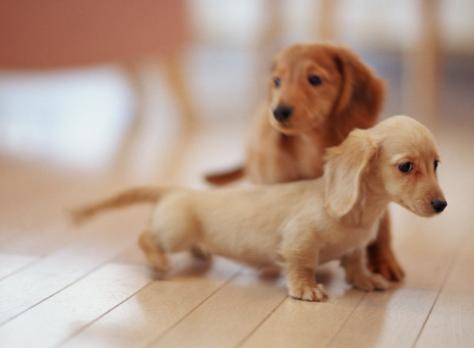 狗软骨病怎么治疗最好,狗得了软骨病有什么症状